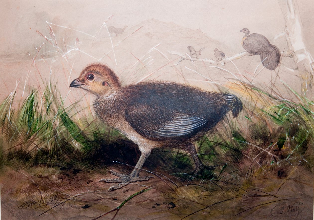 Megapody, cca 1850 od Joseph Wolf