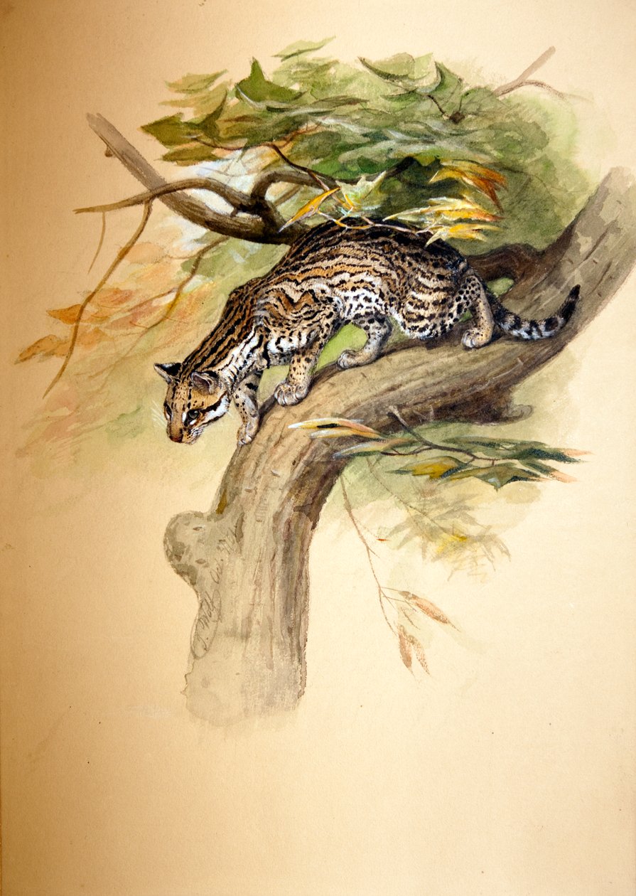 Ocelot, 1851 od Joseph Wolf