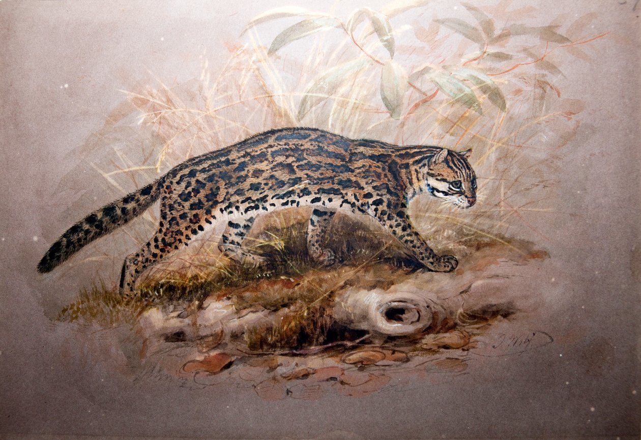 Ocelot, 1851-52 od Joseph Wolf
