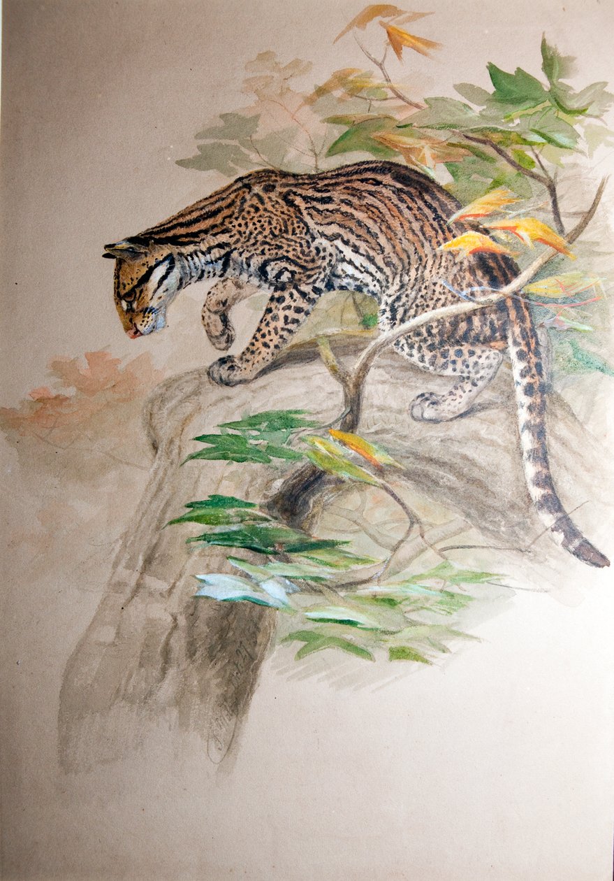 Ocelot, 1851-52 od Joseph Wolf