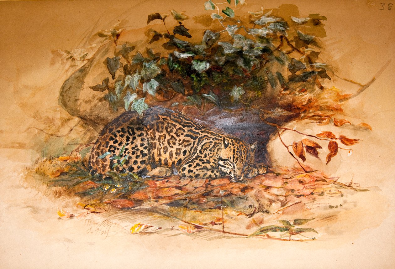Ocelot, 1851-52 od Joseph Wolf