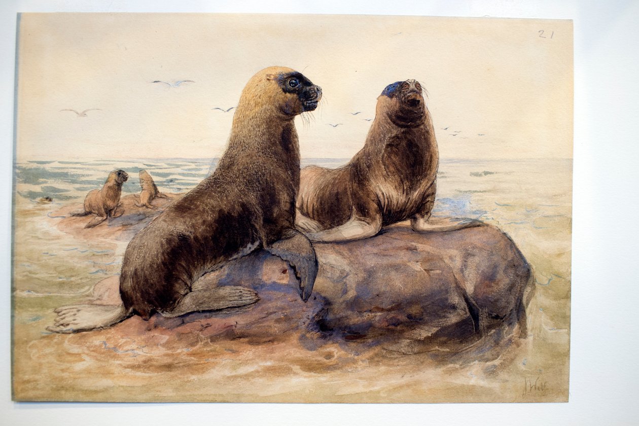 Lachtani patagonští, kolem roku 1865 od Joseph Wolf