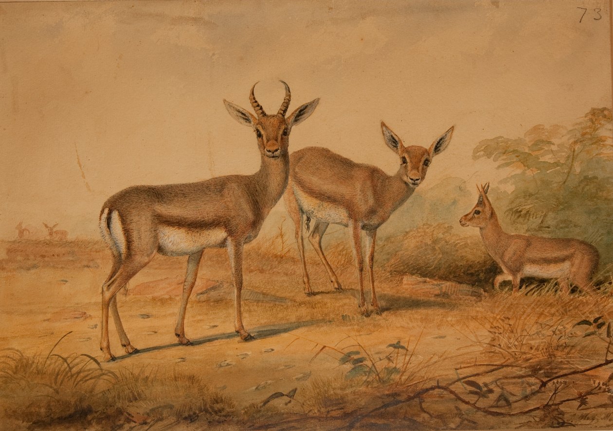 Gazela perská od Joseph Wolf