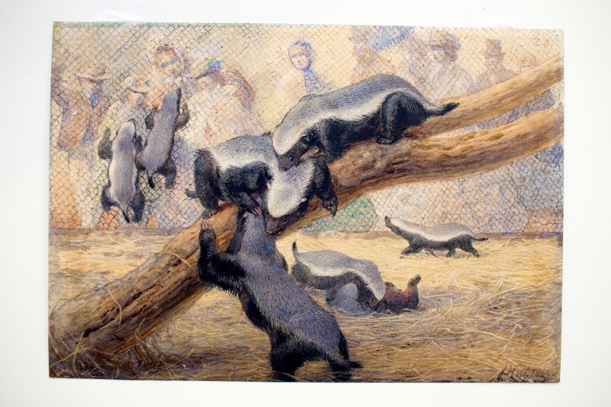 Ratels, 1864 od Joseph Wolf