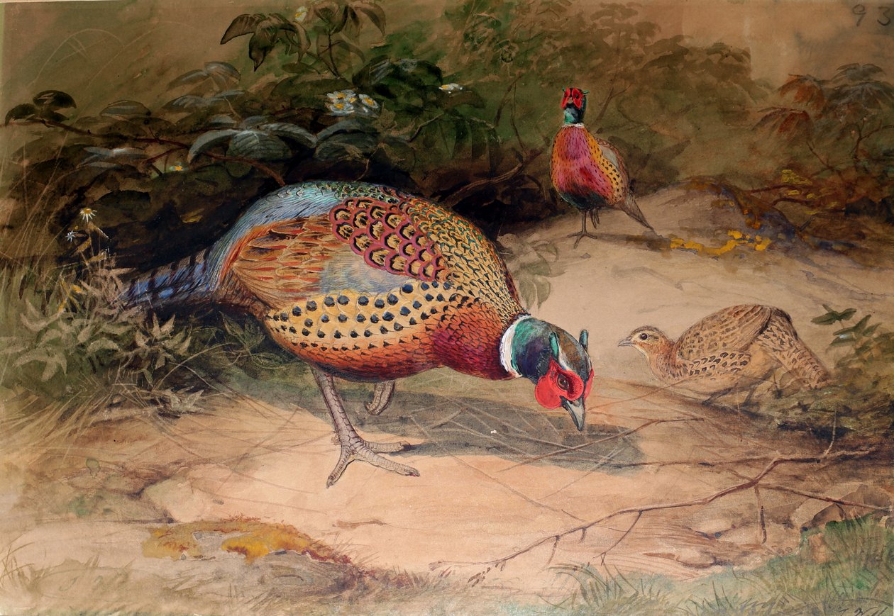 Bažant kroužkový (Phasianus torquatus), 1852-54 od Joseph Wolf