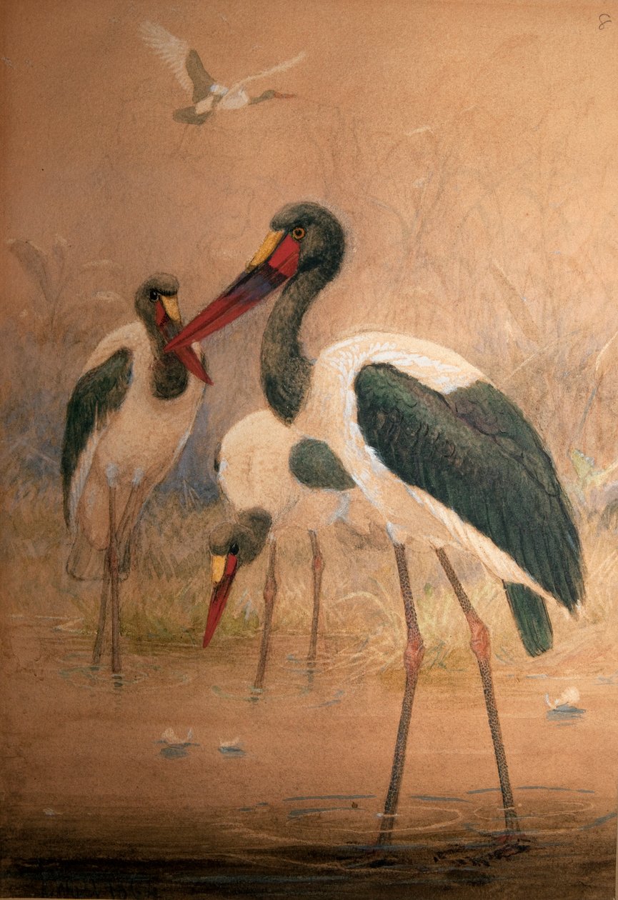 Čáp sedlový (Xenorhynchus senegalensis), 1856-67 od Joseph Wolf