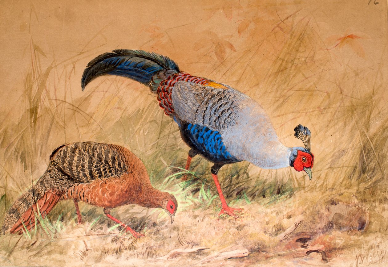 Bažant siamský (Euplocamus praelatus), 1852-54 od Joseph Wolf