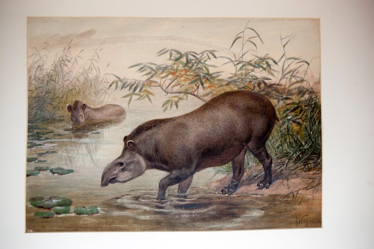 Tapír, 1880 od Joseph Wolf