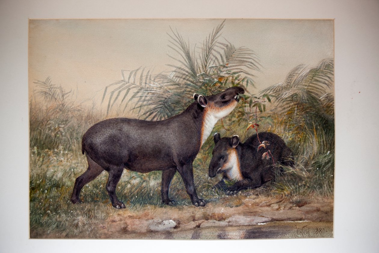 Tapír, 1880 od Joseph Wolf