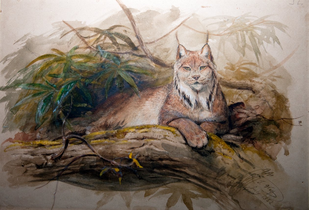 Kanadský rys (Felis canadensis), 1852 od Joseph Wolf