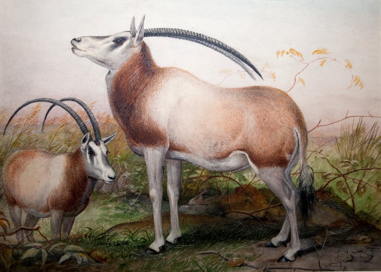 Antilopa Leucoryx, Oryx Leucoryx, kolem roku 1850 od Joseph Wolf