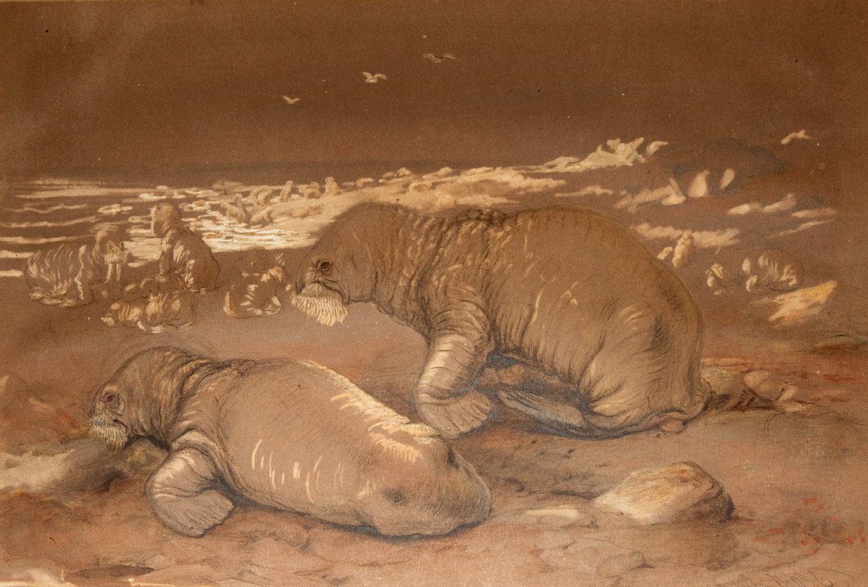 Mrož - Tricherchus rosmarus od Joseph Wolf