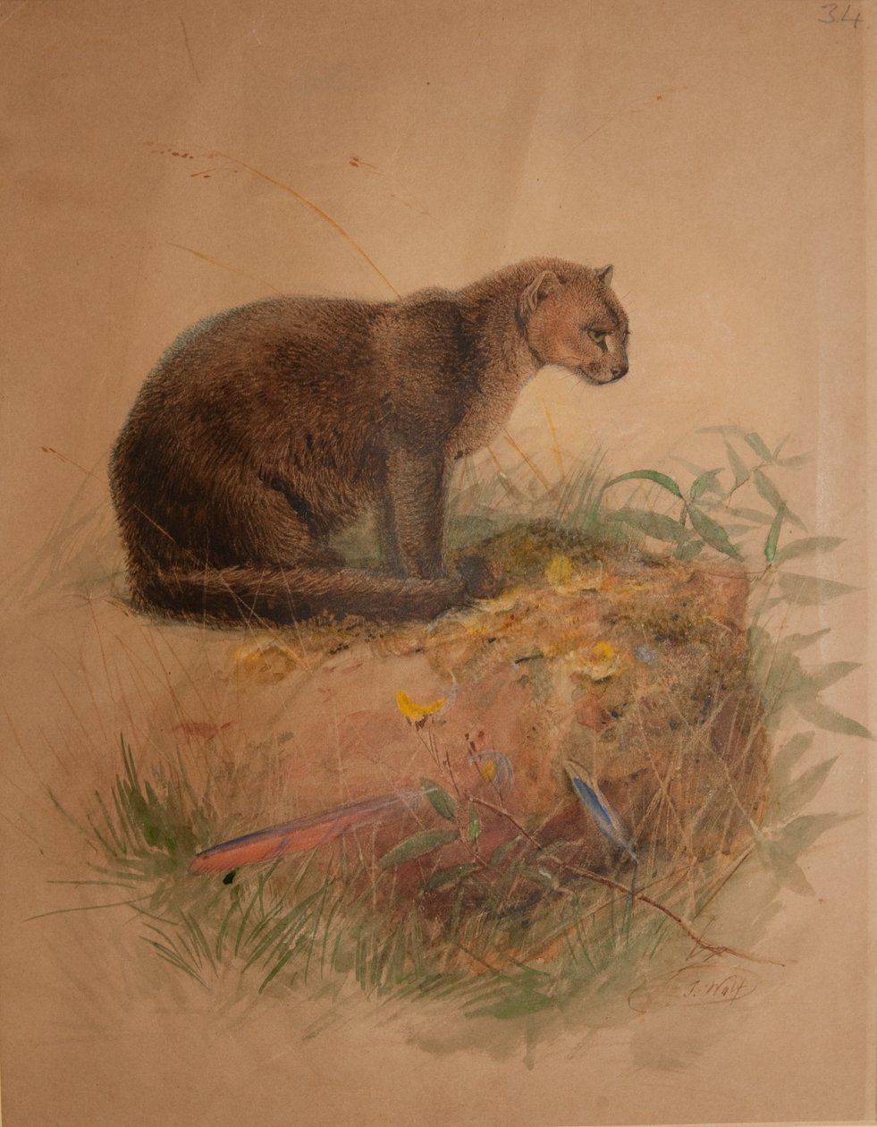 Yaguarundi Cat (Puma yaguarundi) od Joseph Wolf