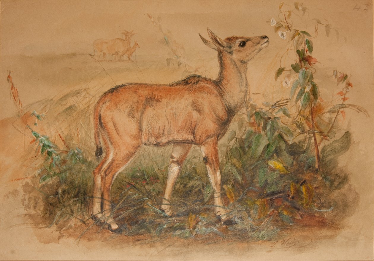 Mladý Eland od Joseph Wolf