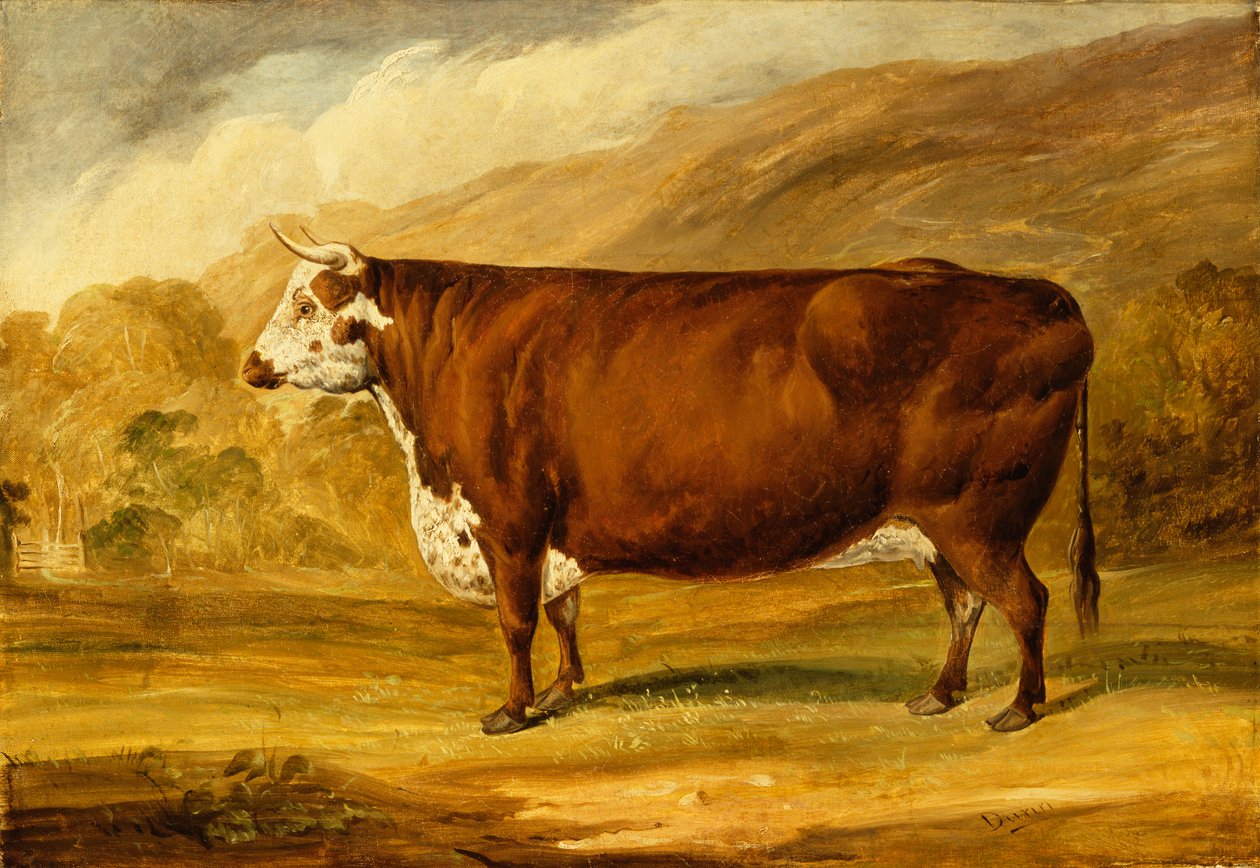 Hereford Bull (olej na plátně) od Joseph Dunn
