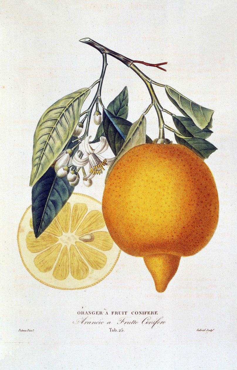 Citrus: pomerančovník s květem. „Pomerančovník s jehličnatým ovocem; Arancio a frutto conferous“: Celý pomeranč a plátek pomeranče. Botanická tabulka převzatá z knihy „Přírodní historie pomerančovníků“ od Josepha Antoina Rissa a Pierra Antoina Poiteaua od Joseph Antoine & Antoine Pierre (1766 1854)(after) Risso