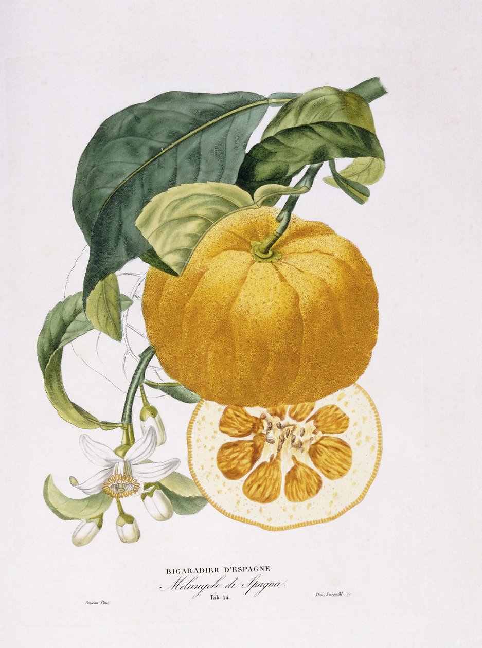 Přírodní historie pomerančovníků, 1818-20 od Joseph Antoine Risso