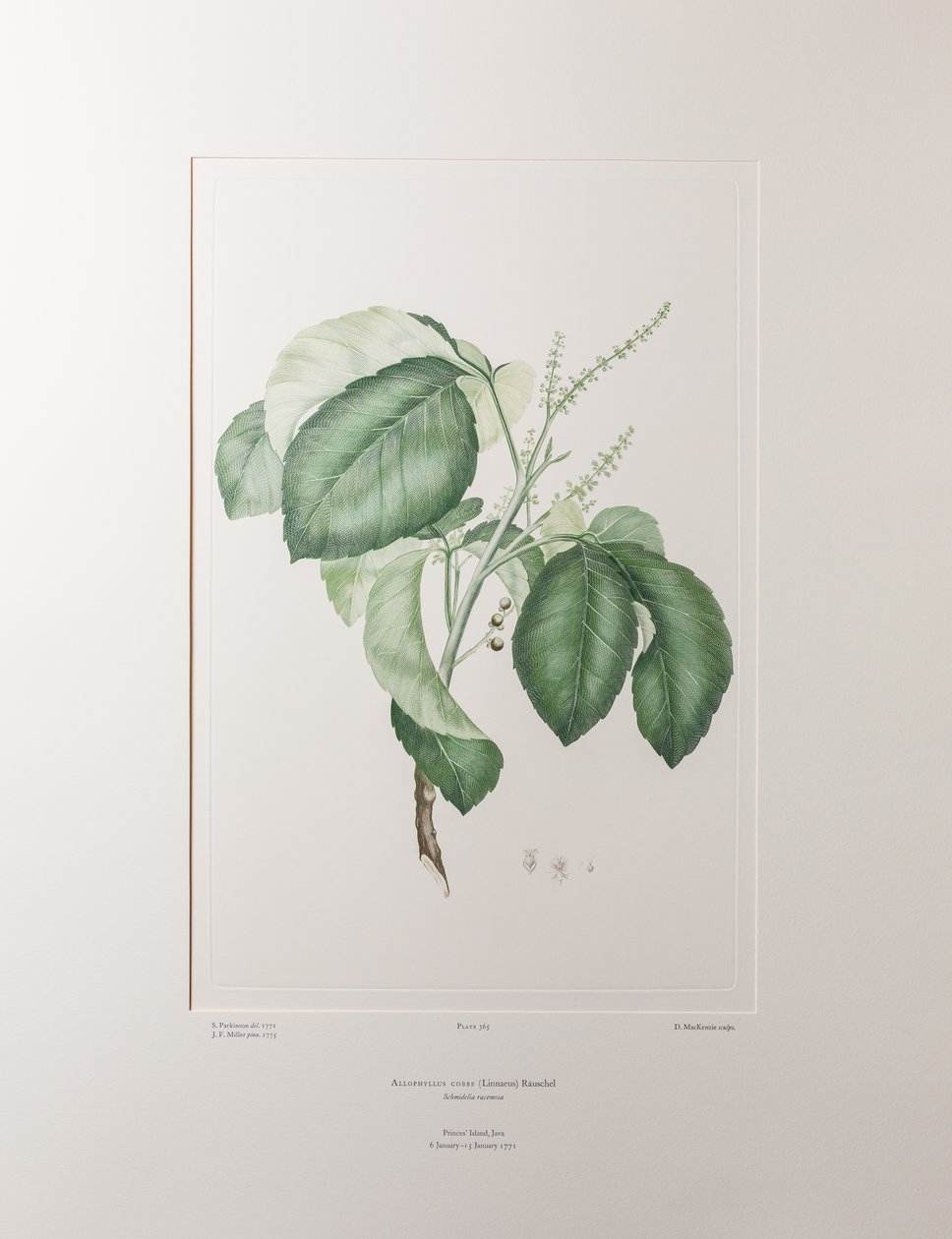 Allophyllus cobbe (Sapindaceae) - deska 365, Banks