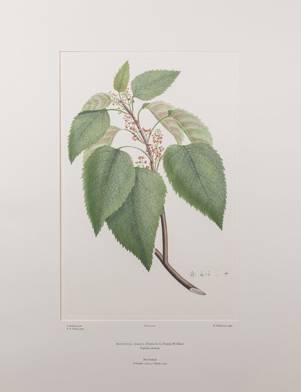 Aristotelia serrata (Elaeocarpaceae) - deska 419, Banks