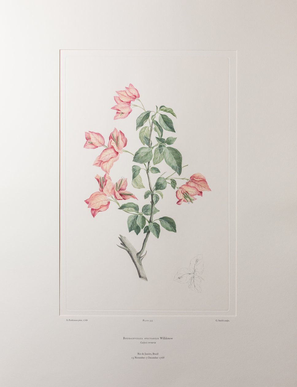 Bouganvillea spectabilis (Nyctaginaceae) - deska 355, Banks