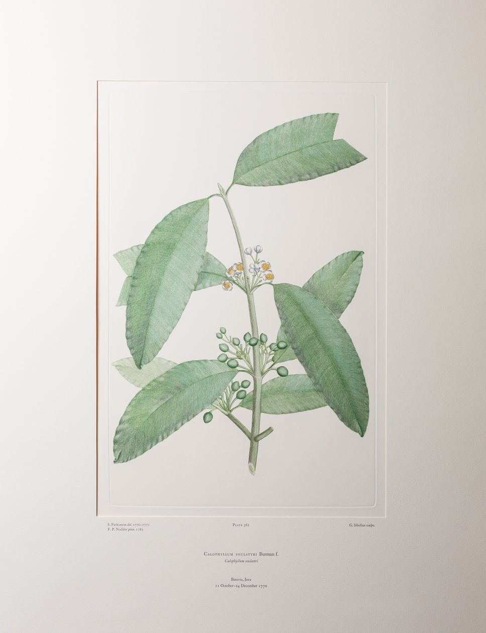 Calophyllum soulattri (Guttiferae) - Deska 362, Banks