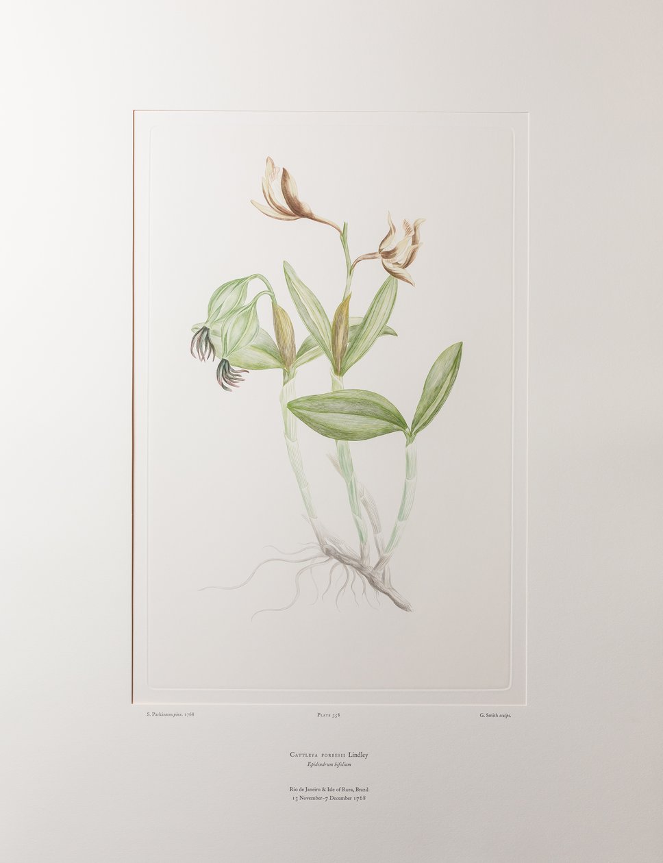 Cattleya forbesii (Orchidaceae) - deska 358, Banks