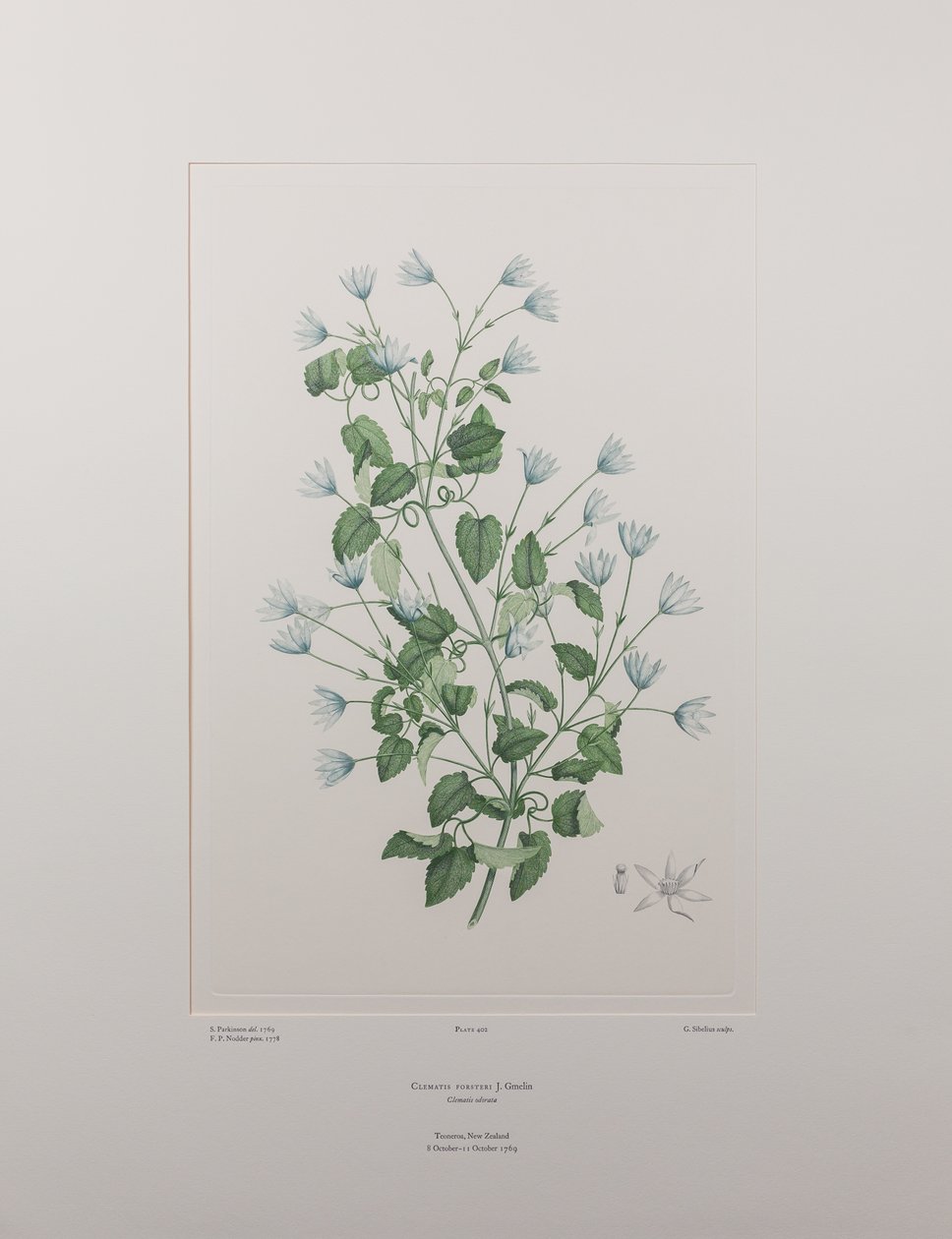 Clematis forsteri (Ranunculaceae) - deska 402, Banks