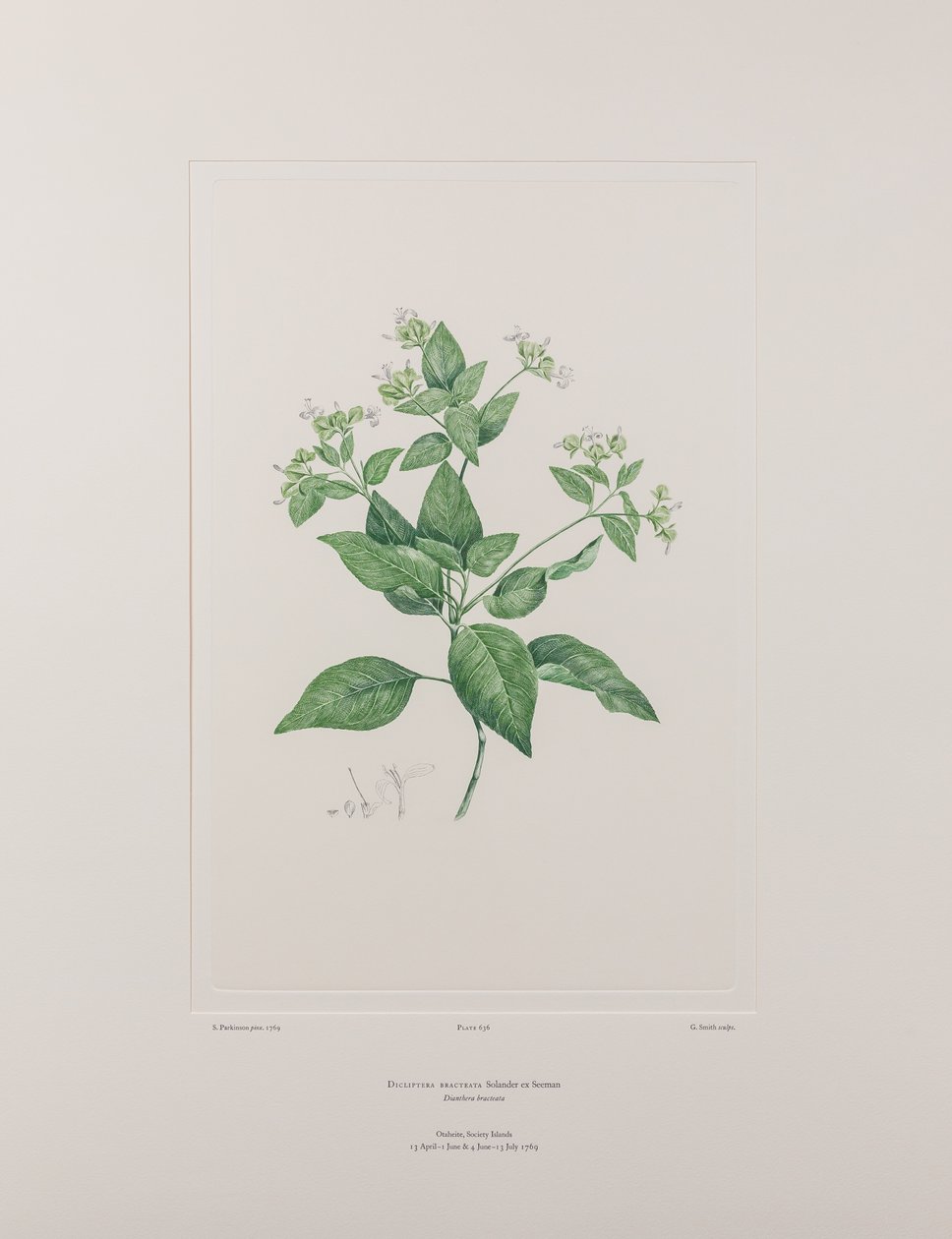 Dicliptera bracteata (Acanthaceae) - deska 636, Banks