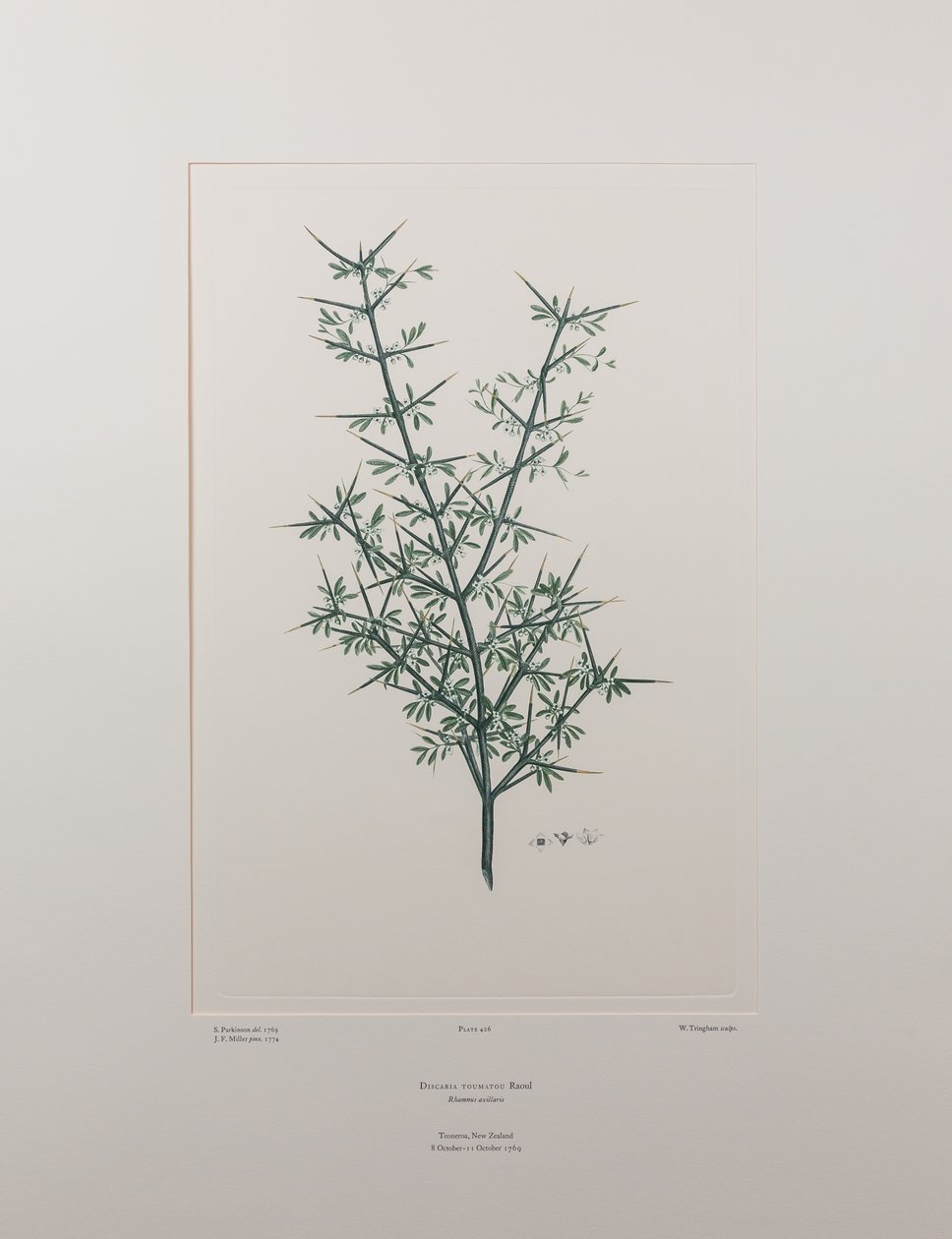 Discaria toumatou (Rhamnaceae) - deska 426, Banks