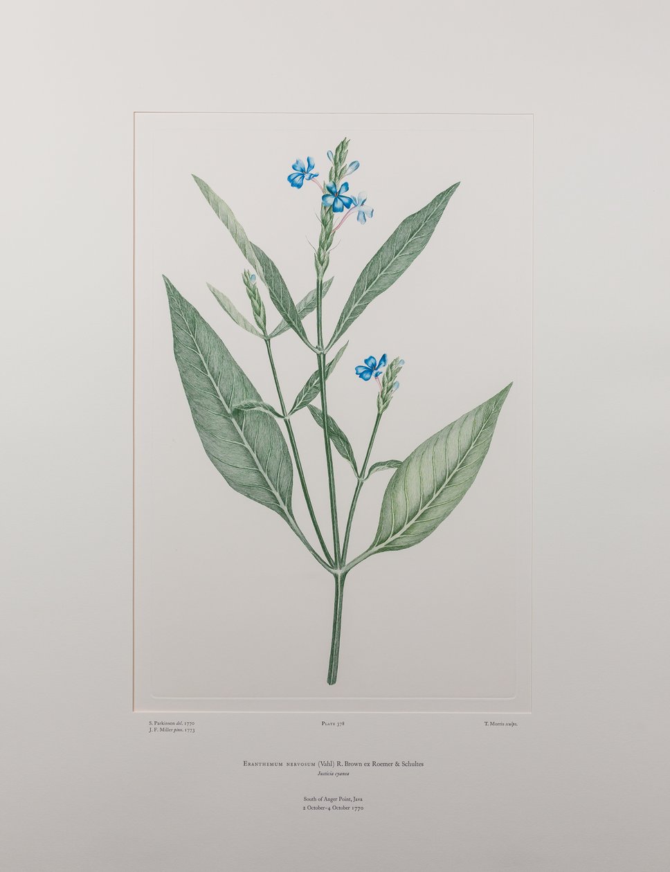 Eranthemum nervosa (Acanthaceae) - deska 378, Banks