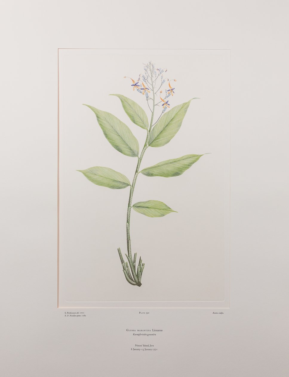 Globba marantina (Zingiberaceae) - Talíř 390, Banks