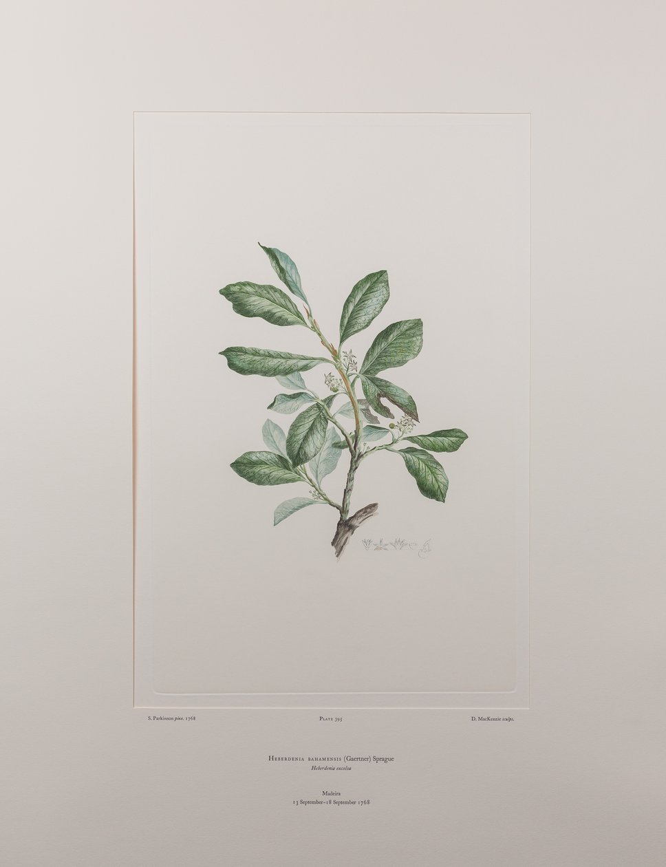 Heberdenia bahamensis (Myrsinaceae) - deska 395, Banks