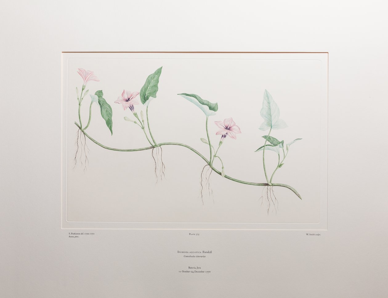 Ipomoea aquatica (Convolvulaceae) - deska 375, Banks