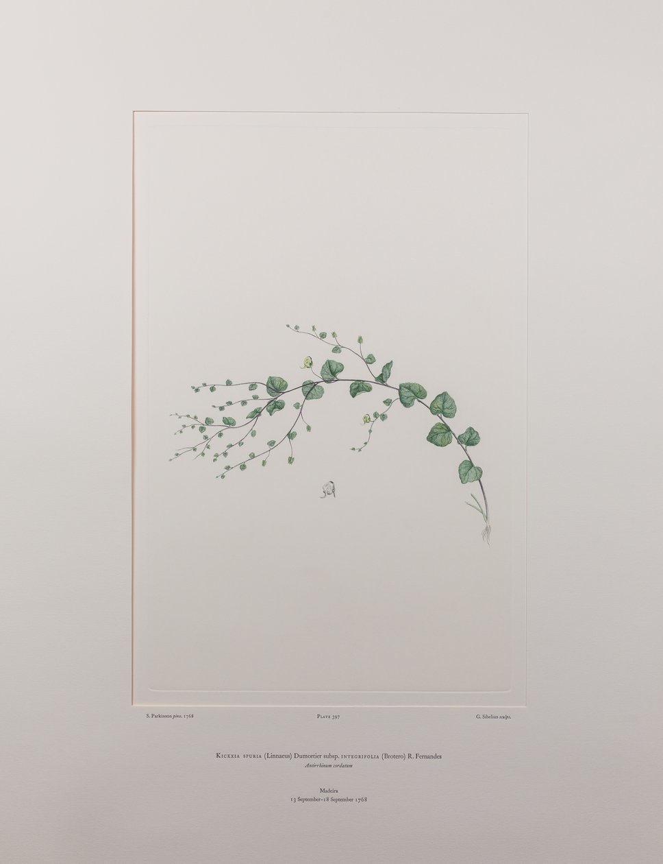 Kicksia spuria subsp. integrifolia (Scrophulariaceae) - deska 397, Banks