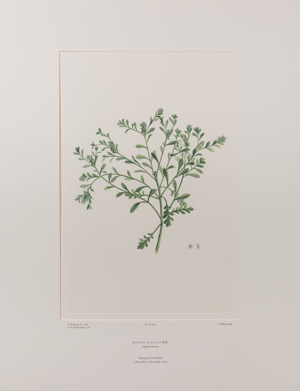 Lepidium flexicaule (Cruciferae) - deska 409, Banks