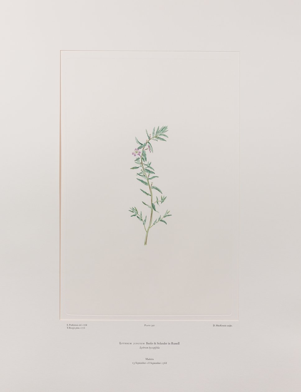 Lythrum junceum (Lythraceae) - deska 392, Banks
