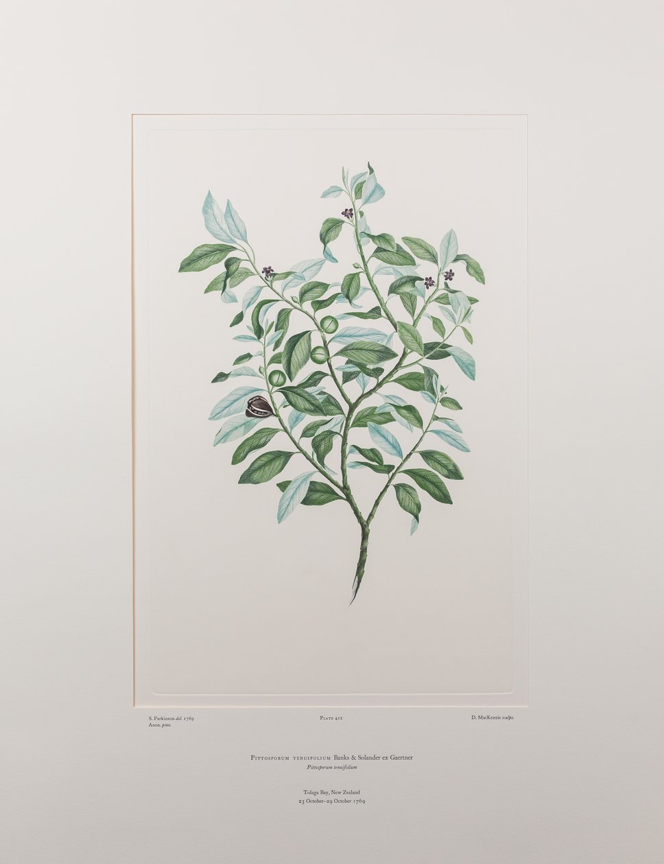 Pittosporum tenuifolium (Pittosporaceae) - deska 412, Banks