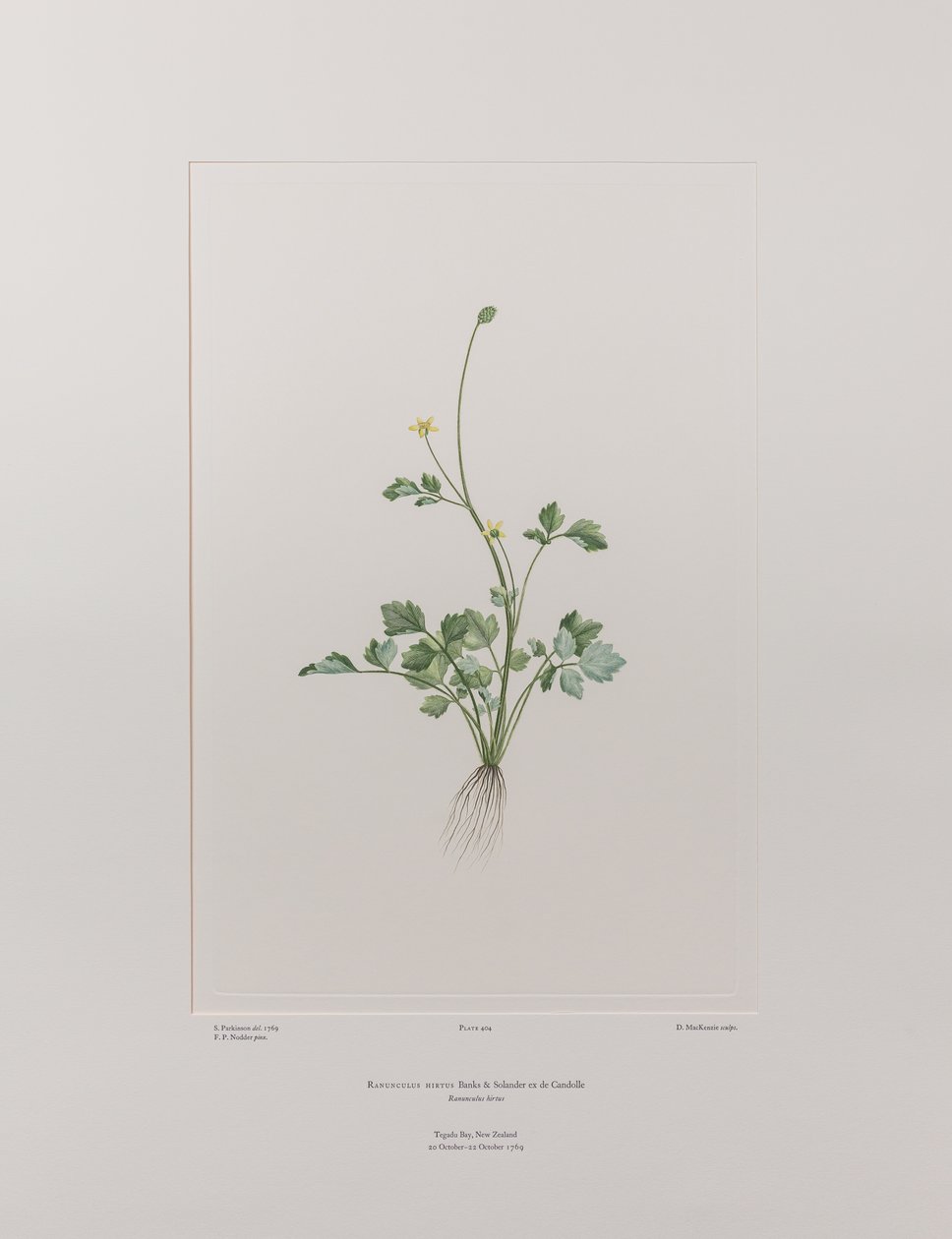 Ranunculus hirtus (Ranunculaceae) - deska 404, Banks