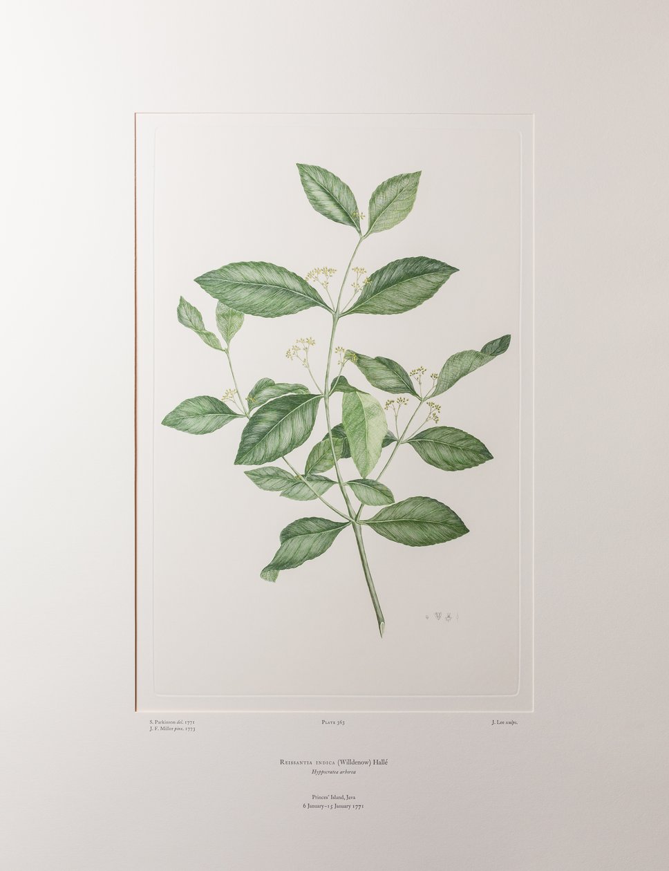 Reissantia indica (Celastraceae) - deska 363, Banks