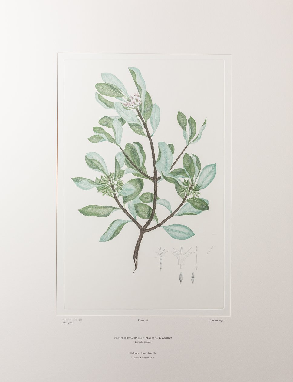Schyphiphora hydrophyllacea (Rubiaceae) - deska 148, Banks