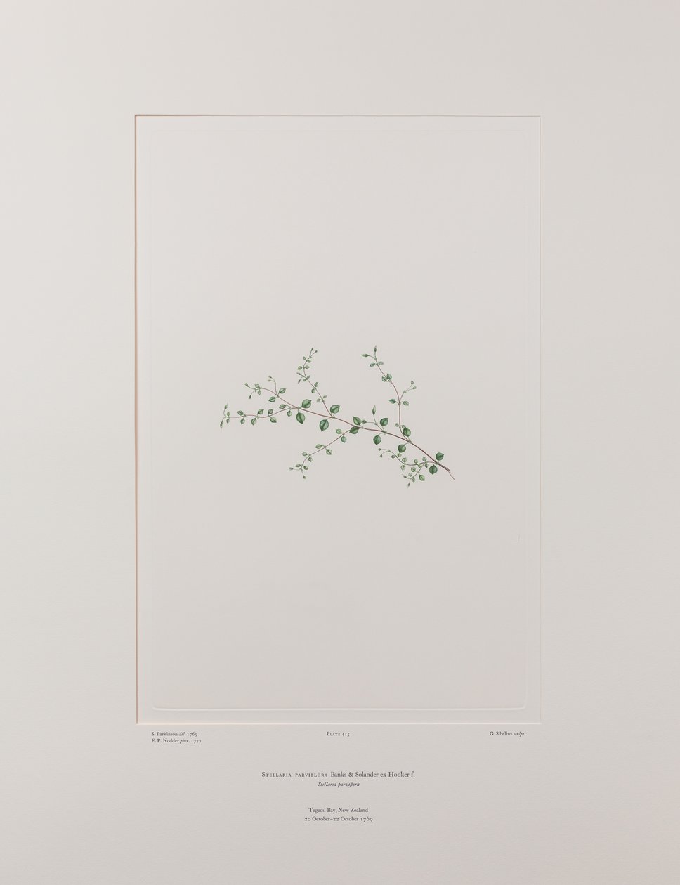 Stellaria parviflora (Caryophyllaceae) - deska 415, Banks