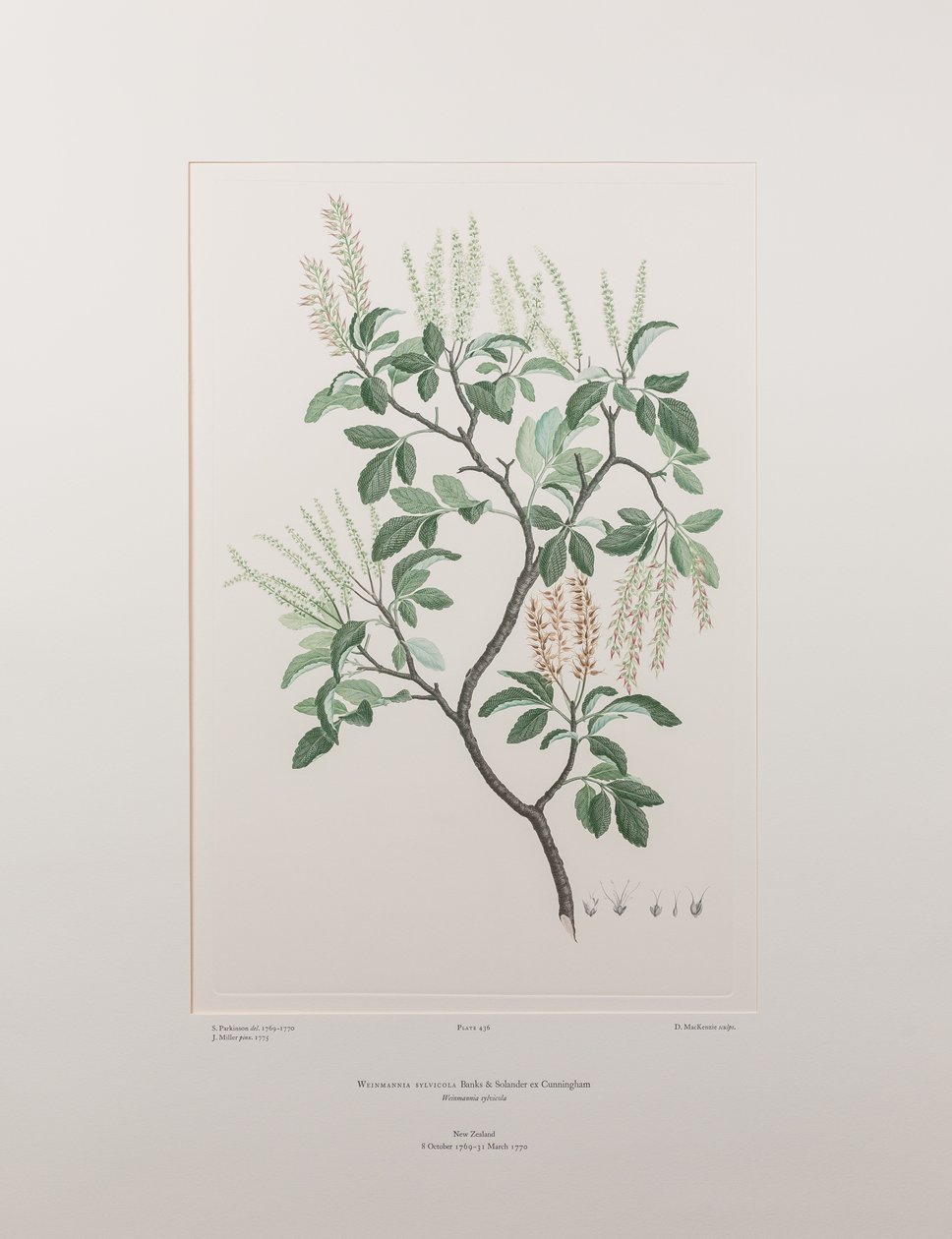 Weinmannia sylvicola (Cunoniaceae) - Levy 436, Banks