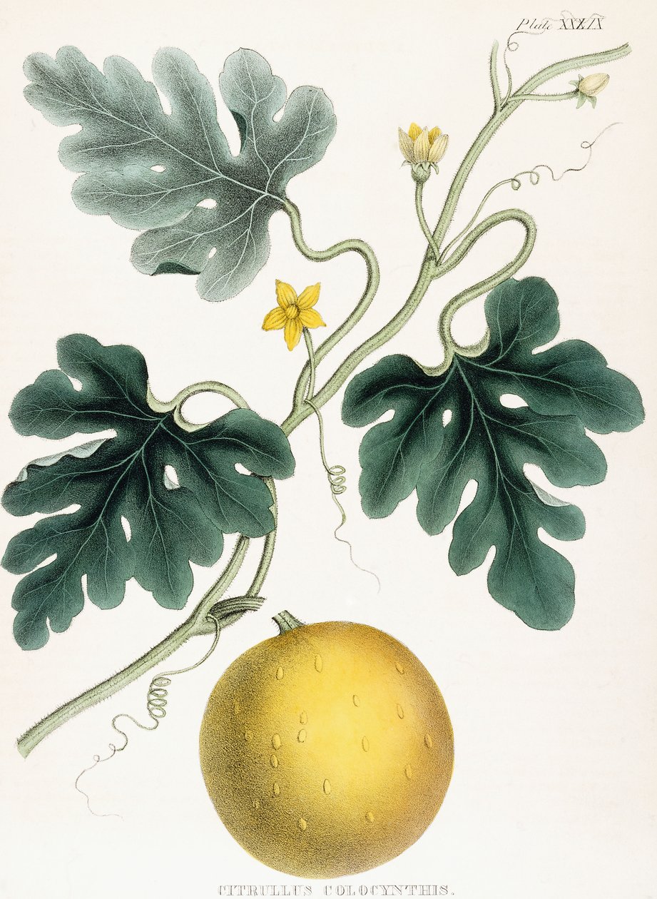 Colocynth, z "Ilustrace lékařské botaniky: Skládající se z barevných postav rostlin poskytujících důležité články Materia Medica". J.H. Colen, 1847 od Joseph Carson