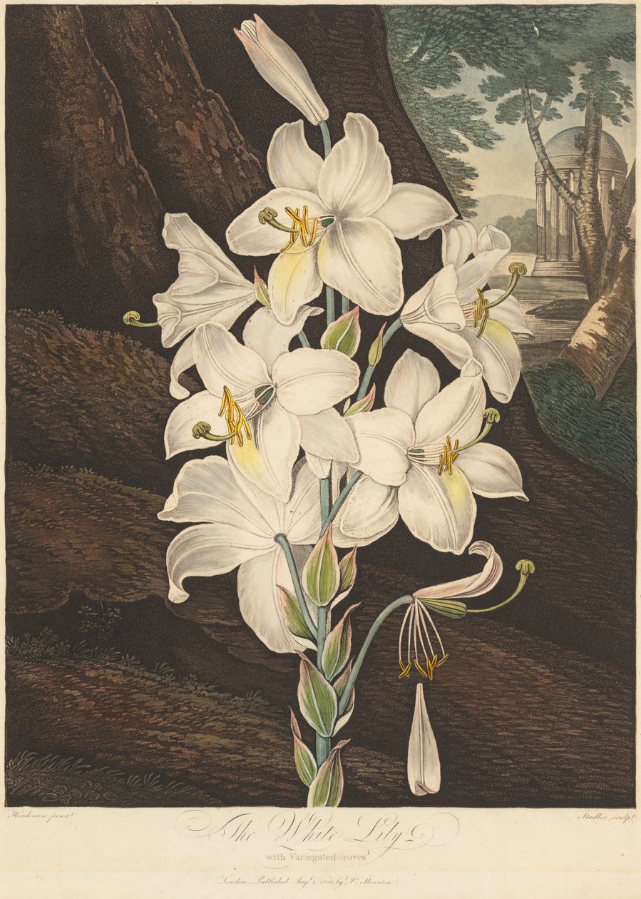 Chrám Flóry neboli zahrada přírody: Bílá lilie s pestrými listy..., 1800. od Joseph Constantine Stadler