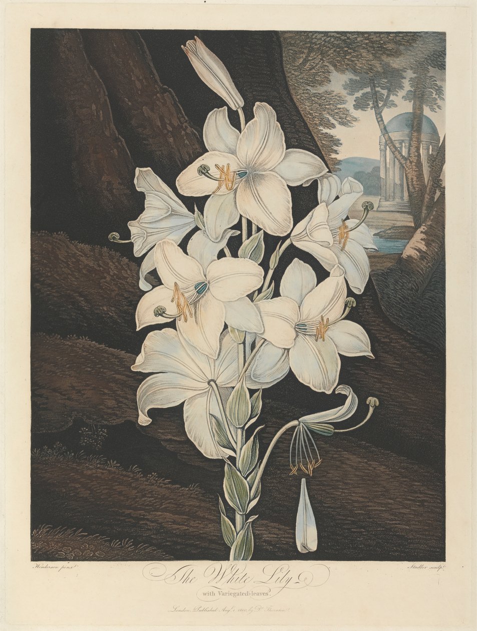 Bílá lilie s pestrými listy, 1800, od Roberta Johna Thorntona, ‚Chrám Flory‘, 1799-1812 od Joseph Constantine Stadler