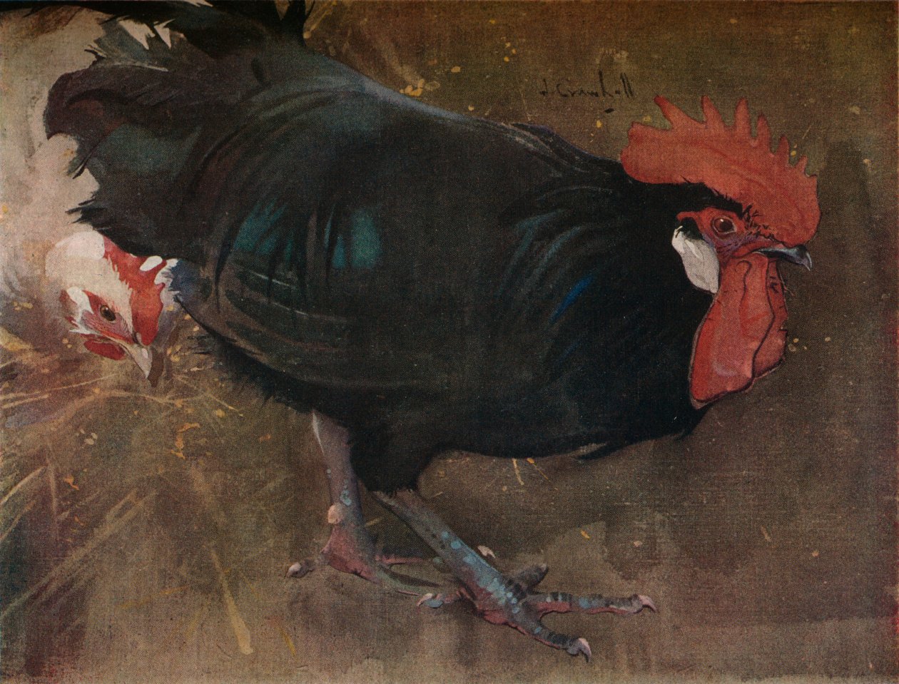 Černý kohout, c1894 od Joseph Crawhall