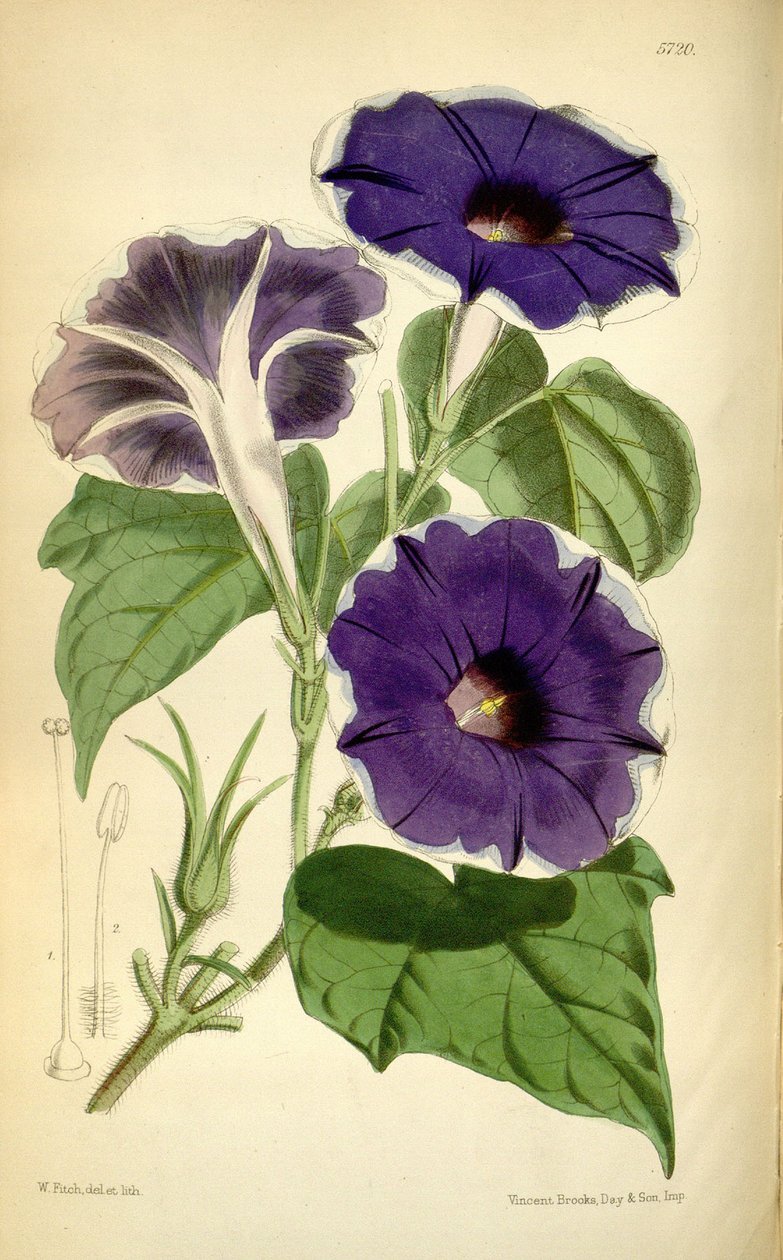 Ipomoea nula, 1868 od Joseph Dalton Hooker