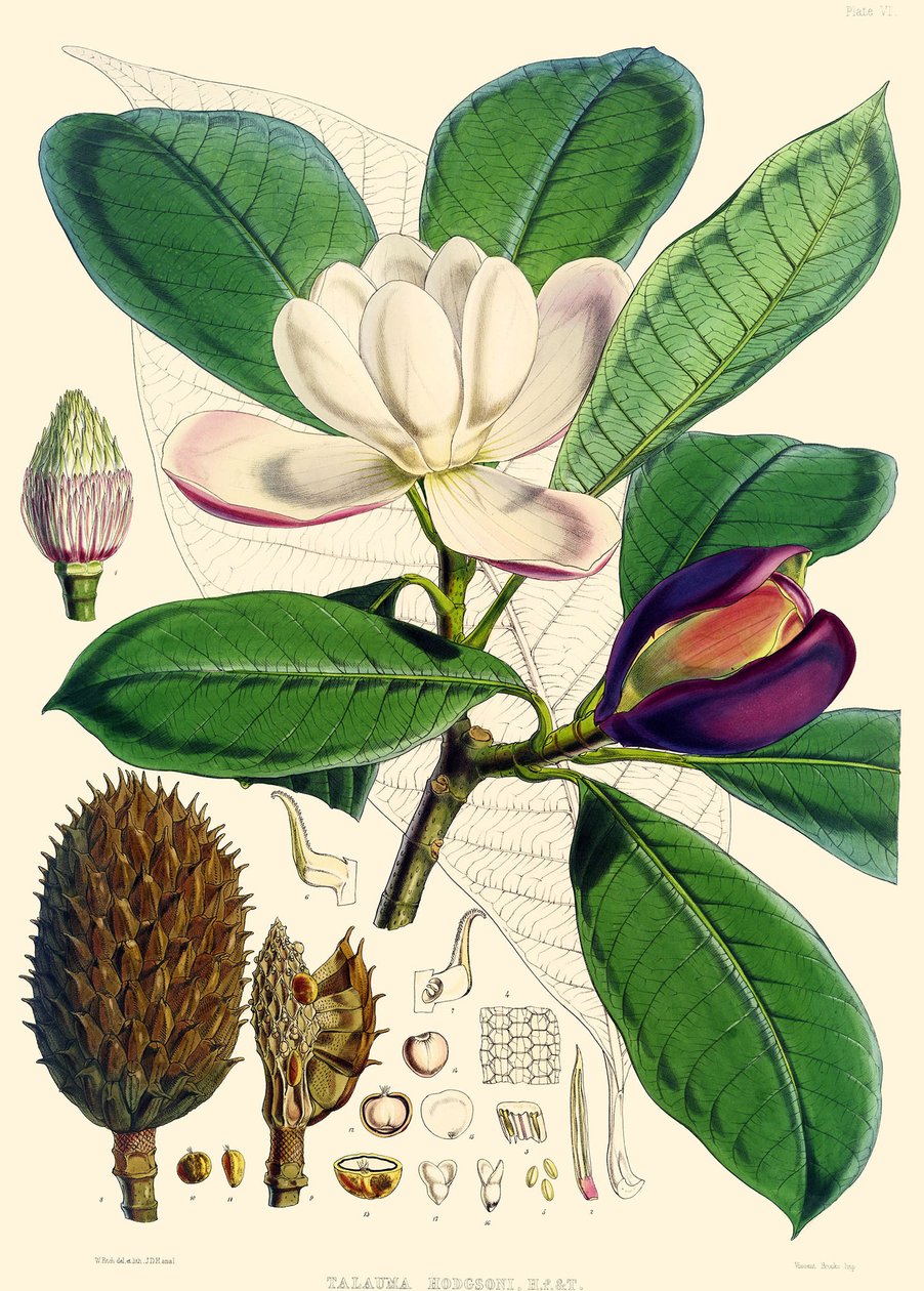 Magnolia hodgsonii, 1855 od Joseph Dalton Hooker