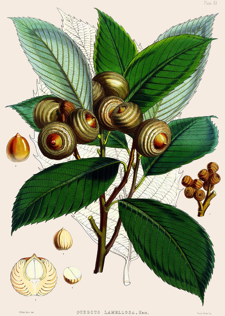 Quercus lamellosa, 1890 od Joseph Dalton Hooker