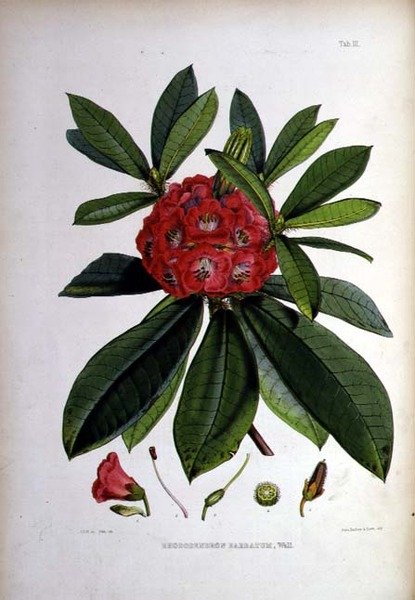Rhododendron: Barbatum, litografie Walter Hood Fitch od Joseph Dalton Hooker